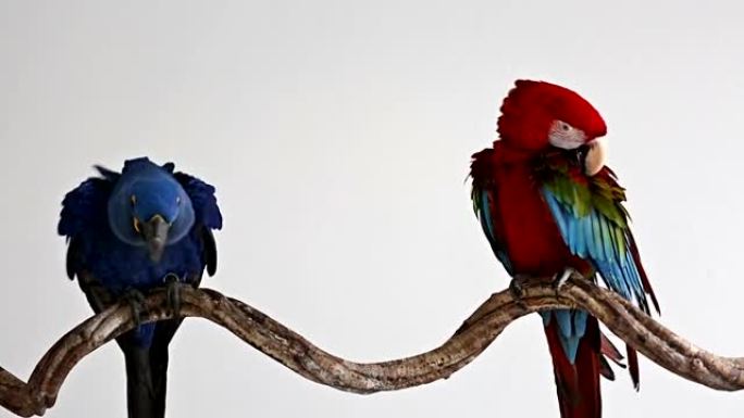 鹦鹉，金刚鹦鹉蓝色和红色金刚鹦鹉