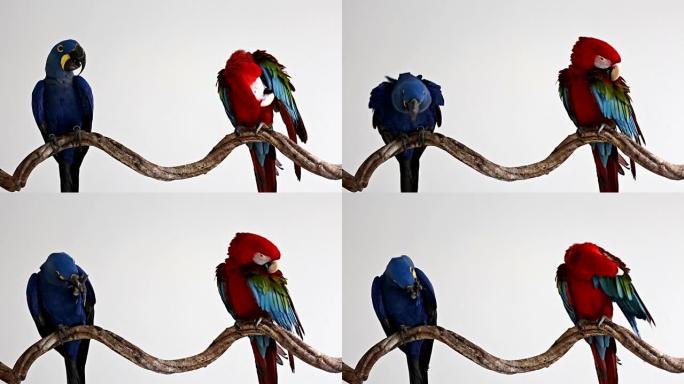 鹦鹉，金刚鹦鹉蓝色和红色金刚鹦鹉