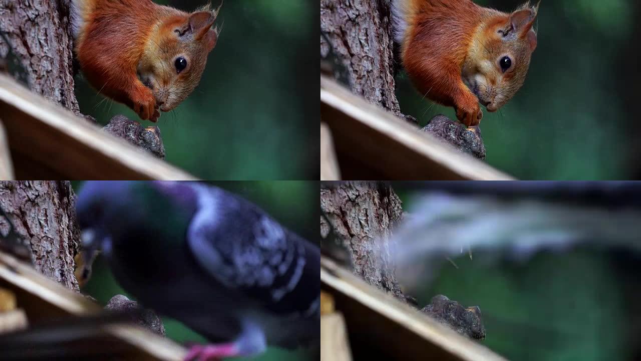 红毛松鼠挂在喂鸟器上，吃葵花籽。城市鸽子试图把松鼠从喂食器上赶走。木制喂鸟器挂在树上。特写。公园里的