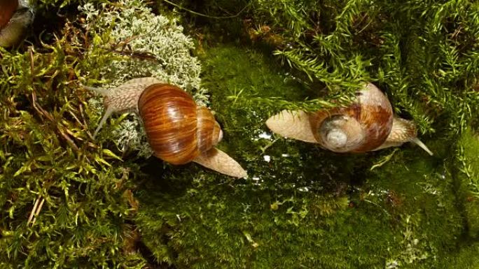 森林里的两个蜗牛