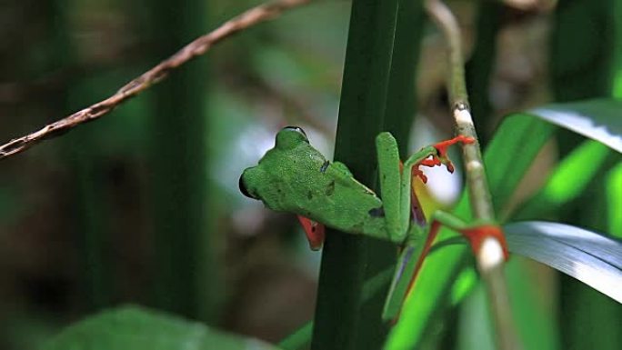 哥斯达黎加红眼蛙十一