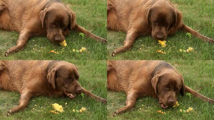 棕色拉布拉多躺在草地上吃玉米
