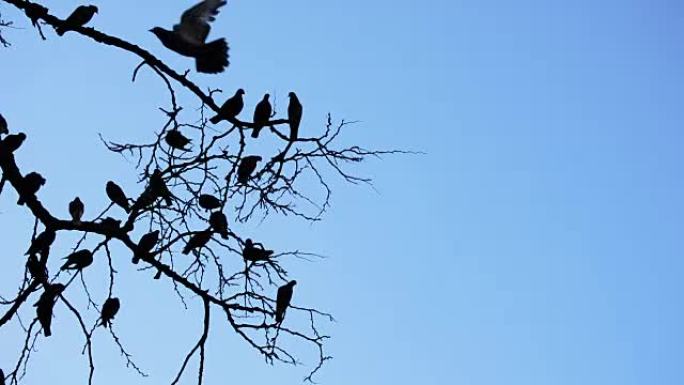 鸽子或鸽子在蓝天的树上，美国之夜