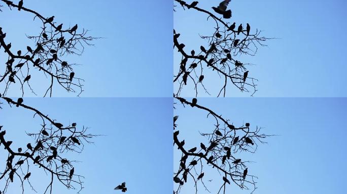 鸽子或鸽子在蓝天的树上，美国之夜
