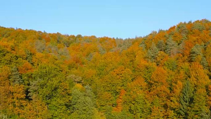 4k天线: 秋天在五颜六色的树木上抬起