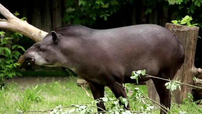 南美塔皮。Tapirus Terrestris