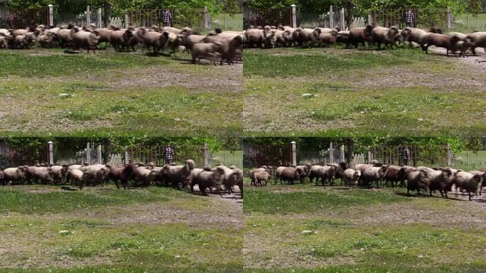 绵羊和羔羊奔跑