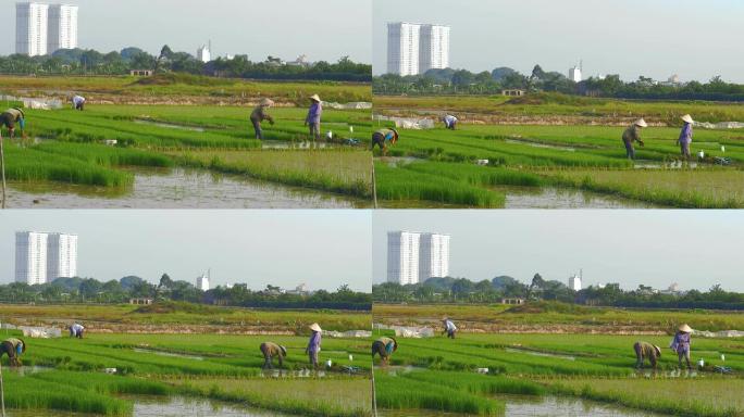 在背景图中，稻农在新摩天大楼旁劳作
