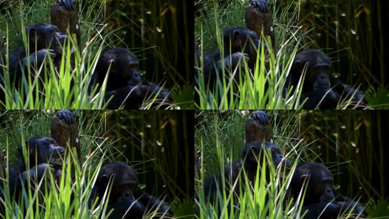 两只黑猩猩在引起注意之前互相看着对方