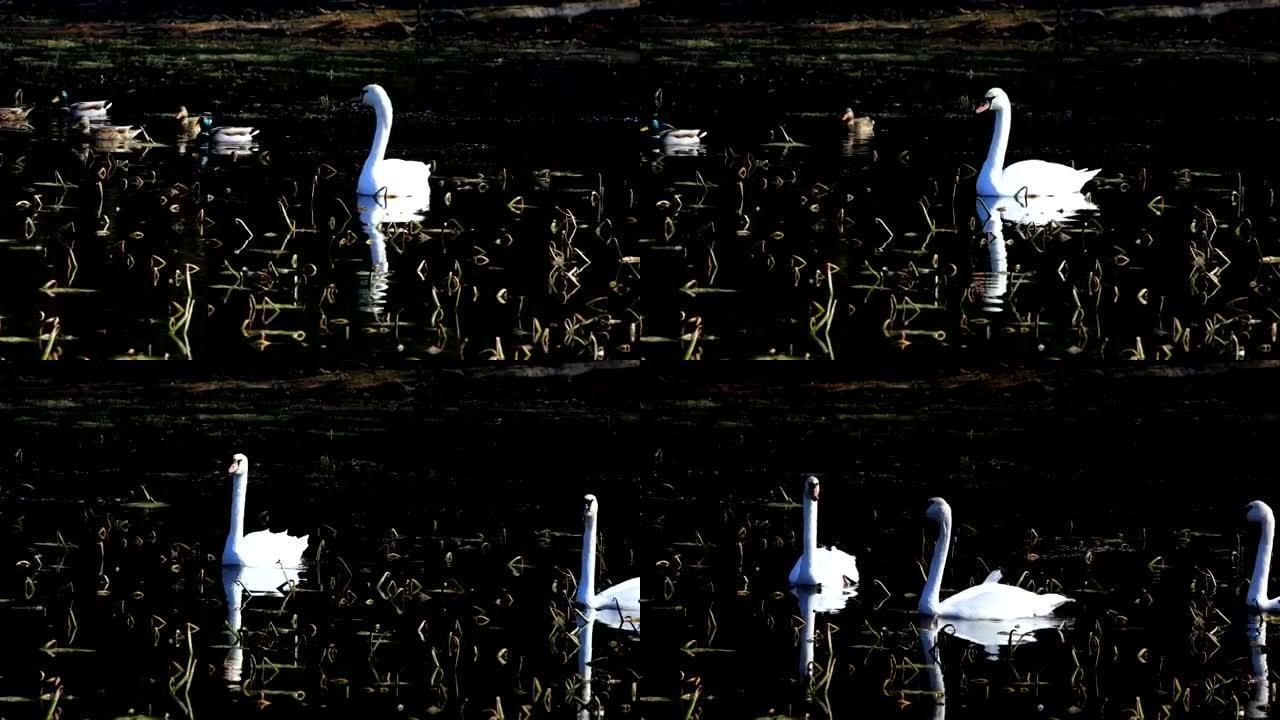 疣鼻天鹅，天鹅座，在沼泽中觅食