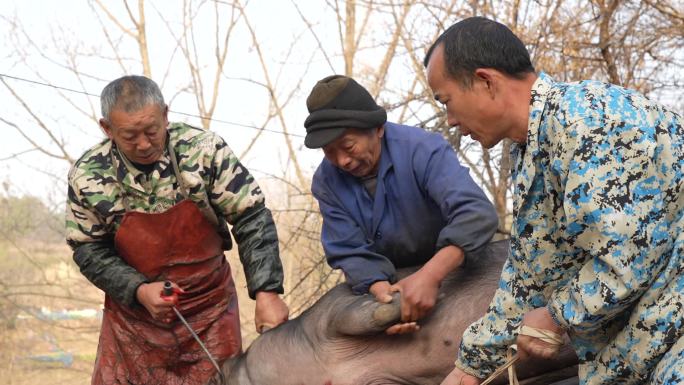 农村抓猪 杀猪 杀年猪 农村杀猪 屠宰