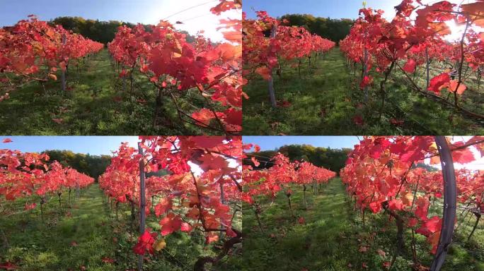 葡萄园与彩色秋叶，steadycam，秋天，Elsenfeld-r ü ck，Mainfranken