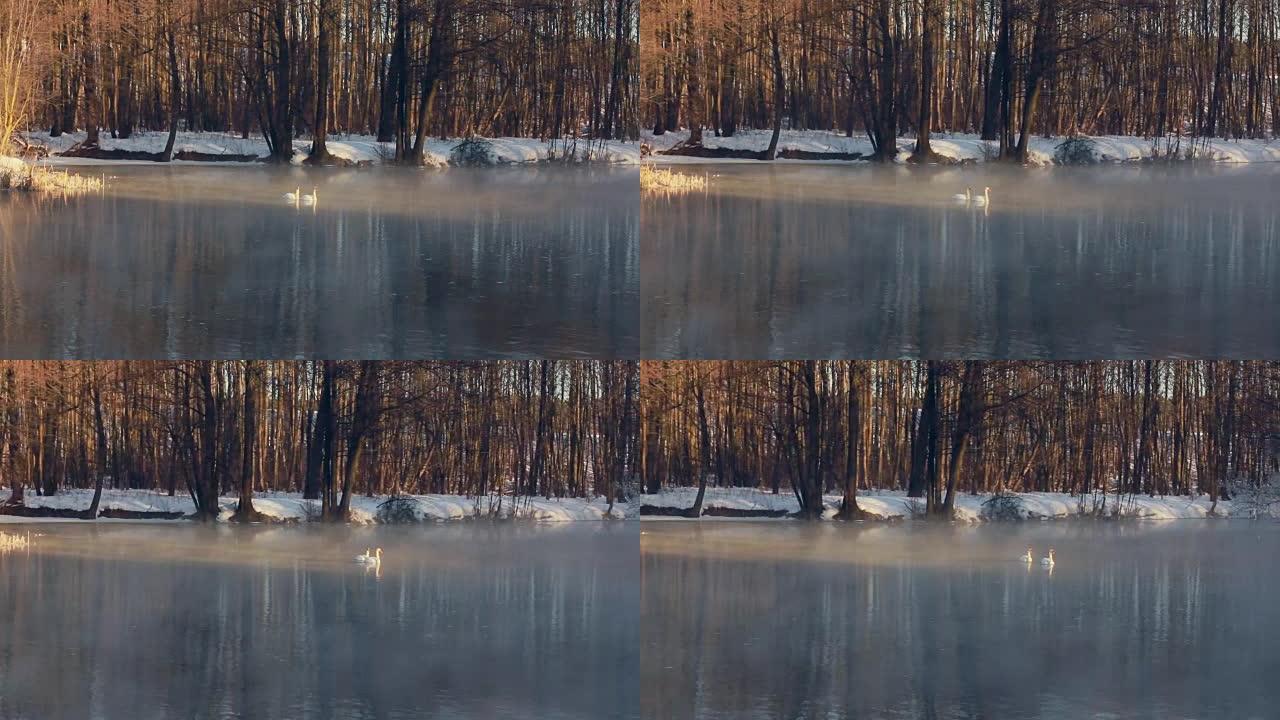 冬季森林中的河流。鸟儿在水上游泳。冬季河上的薄雾