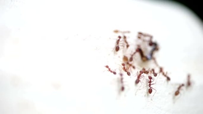 成群的织女蚂蚁带着死虫筑巢