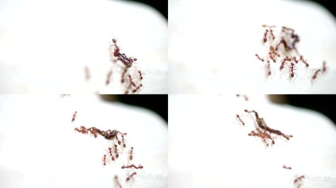 成群的织女蚂蚁带着死虫筑巢