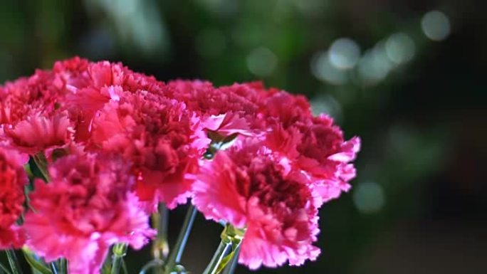 特写镜头，花束在光线中，旋转，花卉成分由明亮的粉红色土耳其康乃馨组成，背景中有很多绿色植物