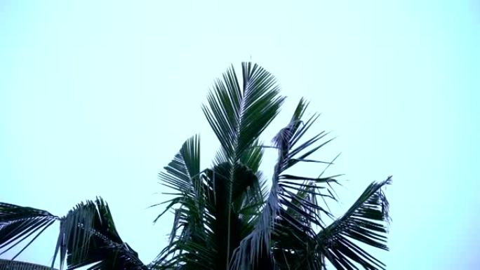 电影倾斜: 棕榈树顶部