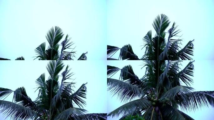电影倾斜: 棕榈树顶部