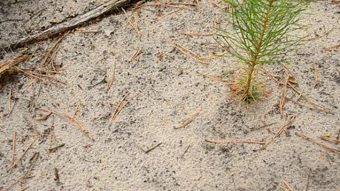 蚂蚁在沙地上爬行
