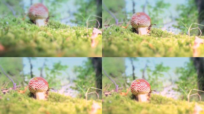 红色蟾蜍魔法蘑菇向上倾斜射击