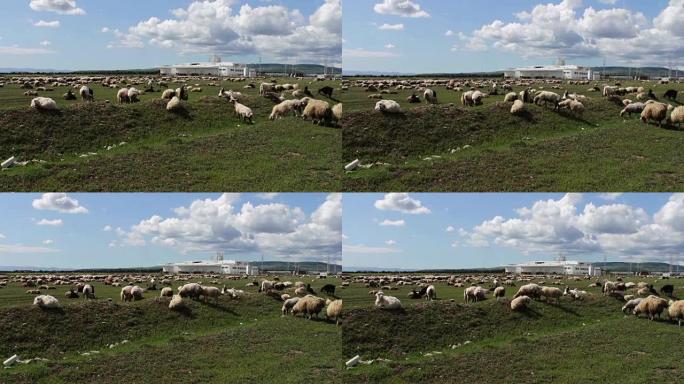 一群在佐治亚州放牧的未耕种的白色绵羊。一群绵羊在绿色的牧场上凝视，行走和休息。