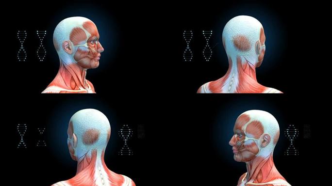 黑色背景上带有DNA符号的男性头部肌肉，人类肌肉系统模型