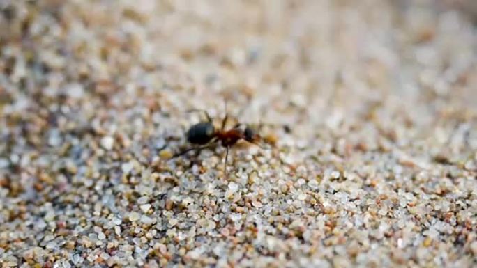 孤独的蚂蚁逆风在沙滩上奔跑