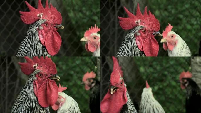 肖像公鸡在农场是黑白的，它发出警报的声音，使音轨