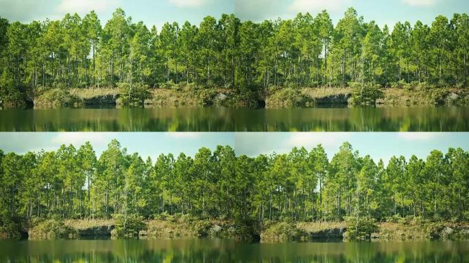 美丽的被湖环绕的树木照片