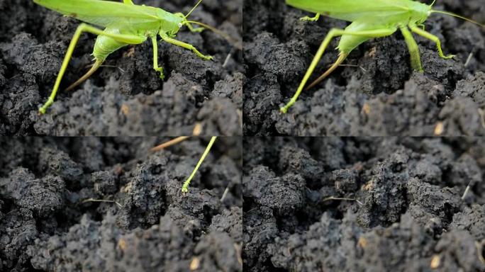 绿色的大蚱蜢在泥土里产卵