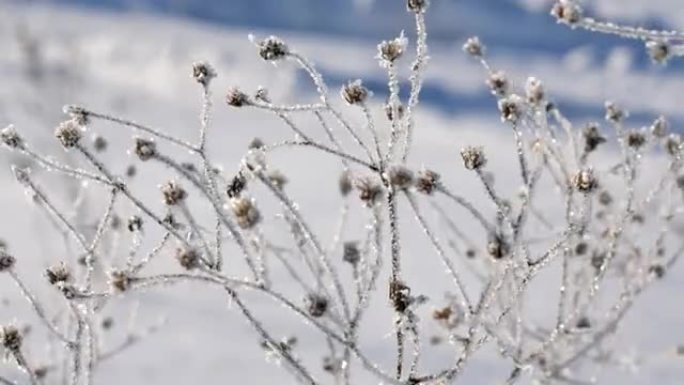 4k霜冻的花朵在草地上的晨露，田野，阳光，阳光穿过雾中神奇的神秘林间空地，烟雾，戏剧性的春天，冬季景