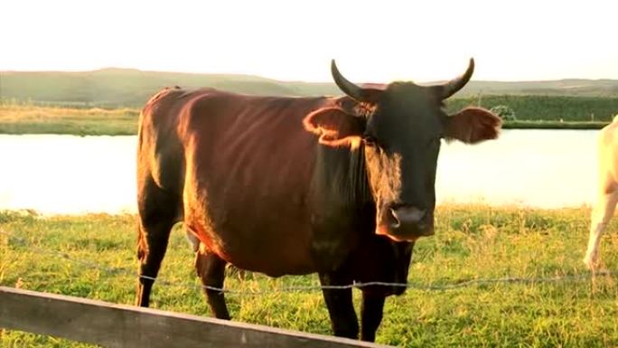 有机牛牛主演镜头。牛角看着相机