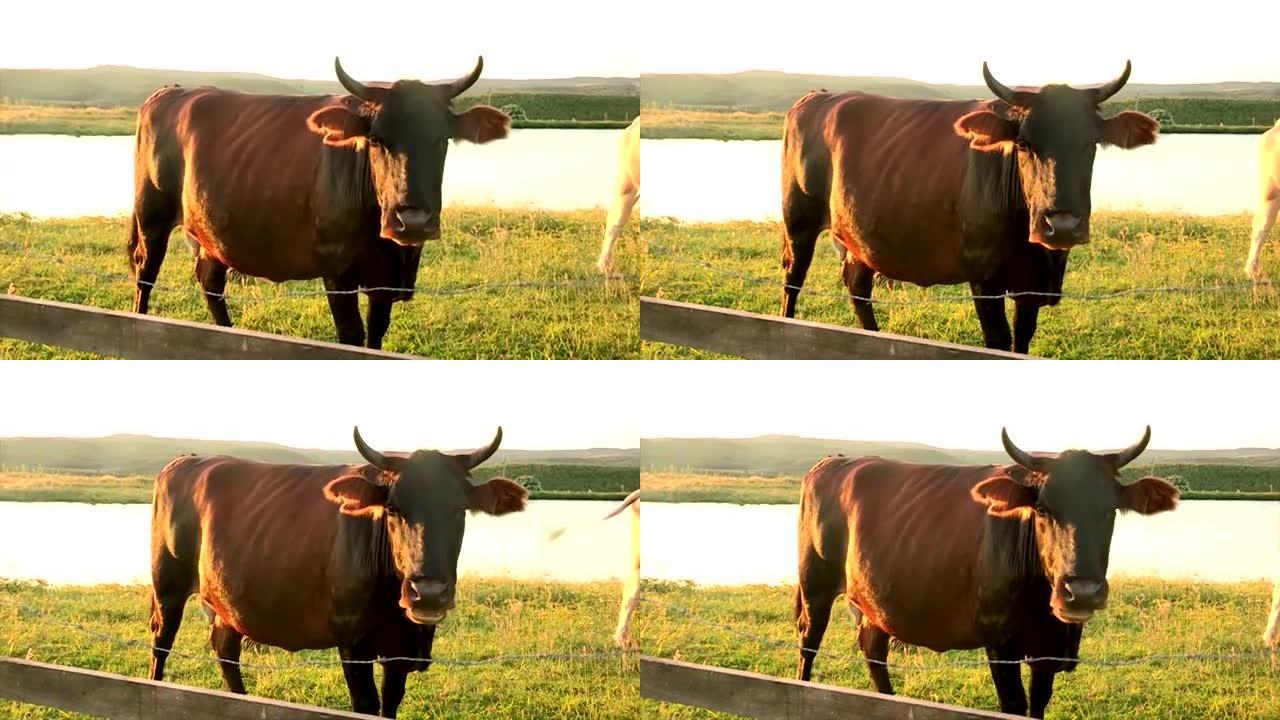 有机牛牛主演镜头。牛角看着相机