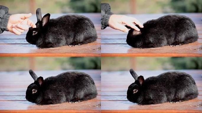 抚摸一只矮小的黑兔子