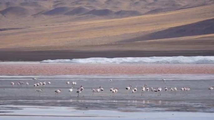 前面有火烈鸟的红色Lagune Atacama