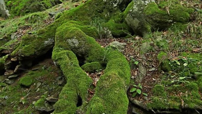 Steadicam用长满苔藓的石头和树根射击山地湿森林