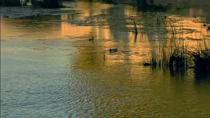 意大利罗马: 台伯河。特维尔。动植物。
