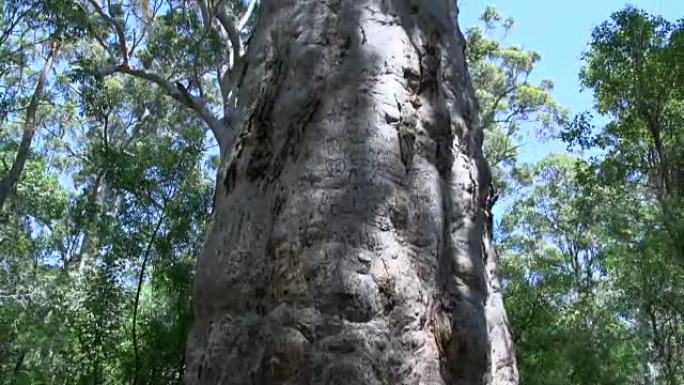 西澳大利亚州玛格丽特河森林的一棵大树的近距离倾斜
