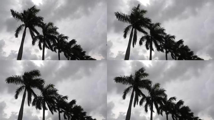 风暴中强风下的棕榈树