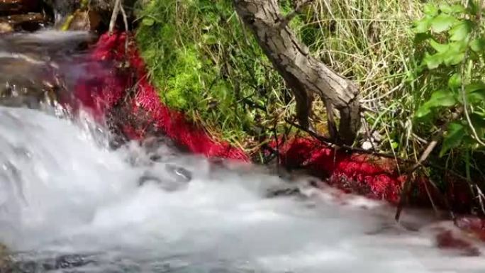 带有红色植物和流动水的山河细节。