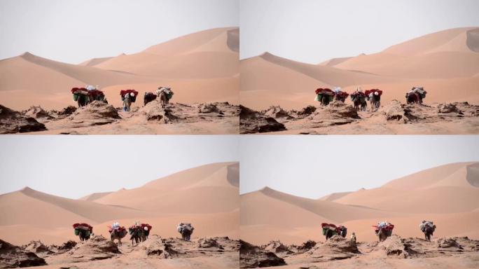 一小群骆驼和贝都因人在平原上行走，在沙丘上行走