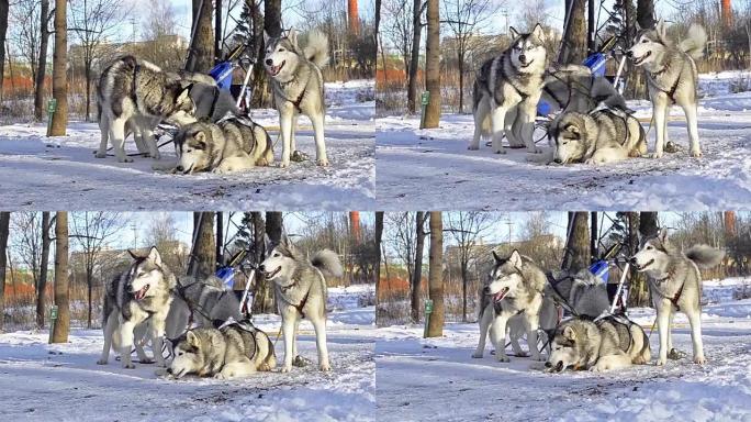 比赛结束后，西伯利亚哈士奇在雪地里休息。雪橇犬哈士奇 (husky) 被用于运动雪橇，雪橇上的雪橇。