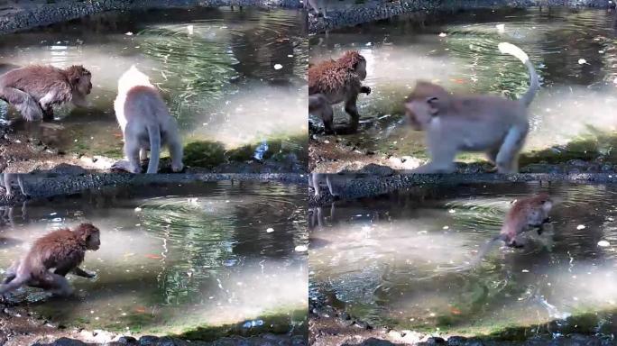 两只野生猕猴 (Macaca fascicularis) 在水中玩耍