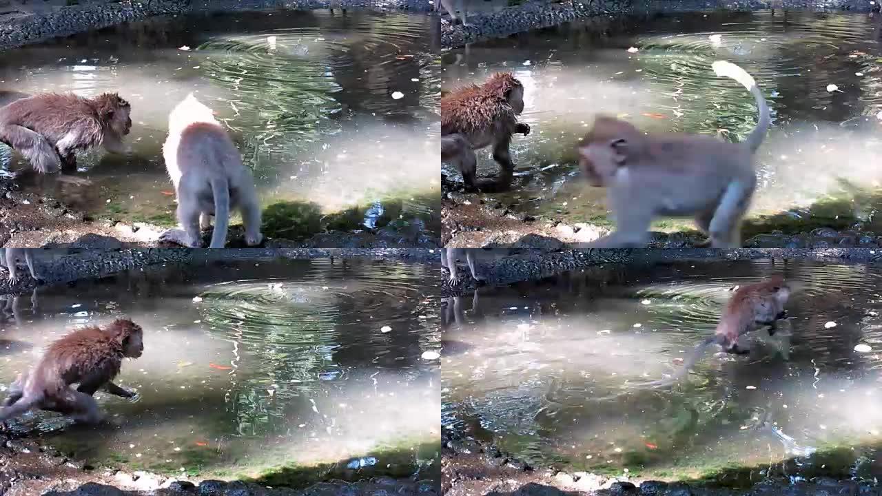 两只野生猕猴 (Macaca fascicularis) 在水中玩耍