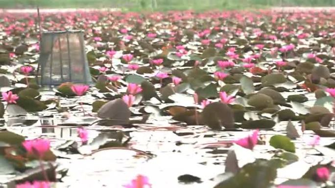 湿地中的百万粉红莲花