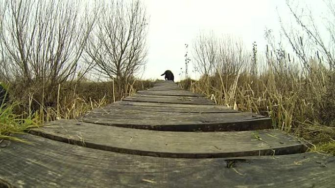 巧克力拉布拉多猎犬走过大自然中的一座小木桥