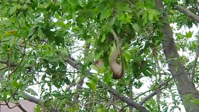 小猴子们在树上打架