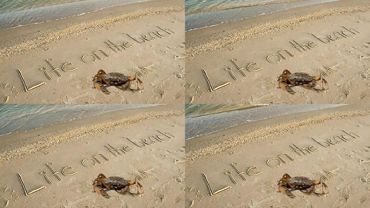 螃蟹和沙滩上的铭文。沙滩上的生命。