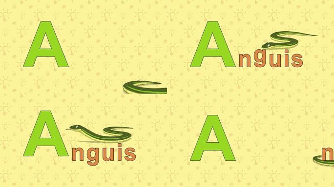 Anguis. English ZOO字母表-字母A