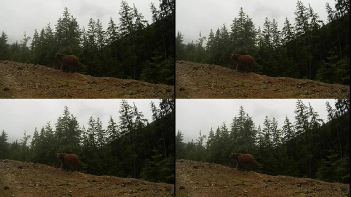 在多云的天气中，棕熊在松林山的岩石边缘总体规划在相机上摆姿势